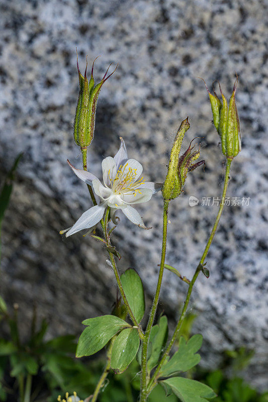 Aquilegia pubescens是一种高海拔的耧斗菜，俗称塞拉耧斗菜、高山耧斗菜和科维尔耧斗菜。它的花很大，通常是乳白色的。约翰缪尔荒野地区的南主教湖。